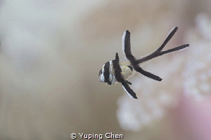 Banggai Cardinalfish(Juvenile)/Lembeh strait,Indonesia, C... by Yuping Chen 